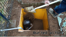 Buried alive -First & Second part SET-